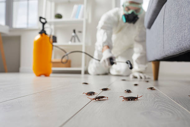 Commercial Kitchen Cockroach Control in Underwood